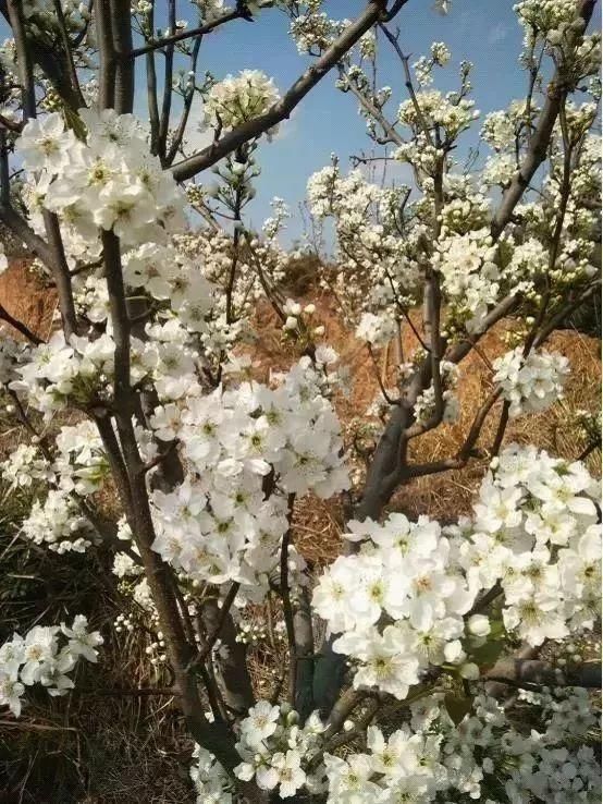 玉溪最全赏花攻略来了，花海之约不要错过!