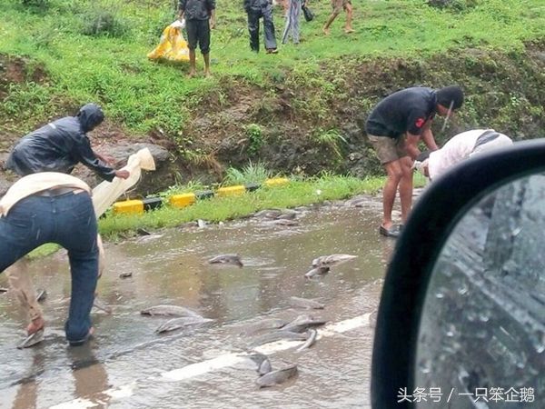 世界上最“怪异”的雨，下的不是水而是鱼，有人敢吃吗?