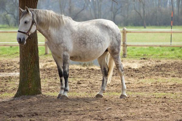 1990年出生的生肖属马人2020年全年运程与运