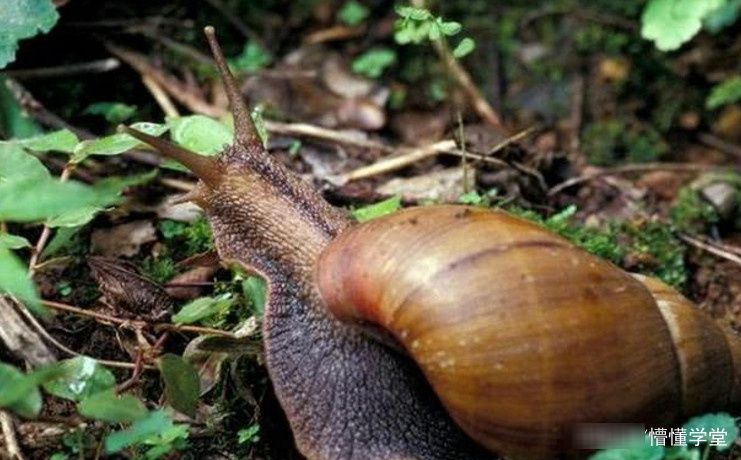 被非洲人吃到濒临灭绝的生物，却在中国泛滥成灾，网友：不敢吃