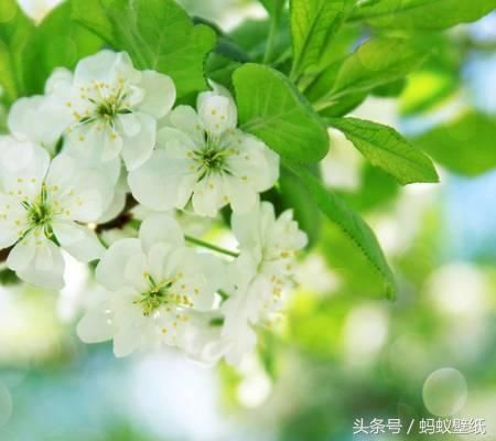 精选绿色美图,做手机壁纸使用,养眼护眼!