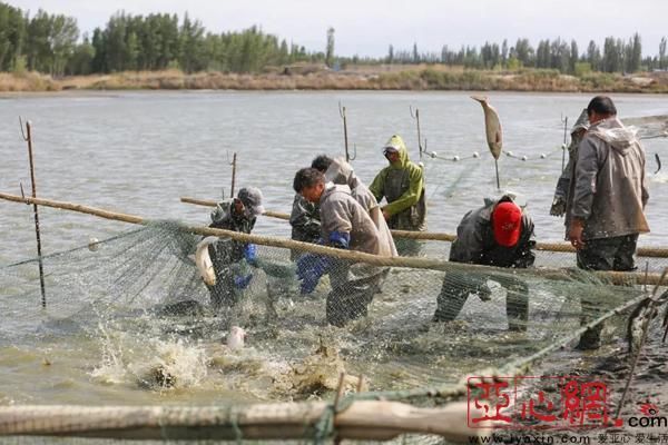 新疆精河农民尝试种植一个大棚就能赚5万!特色农业鼓了农民腰包