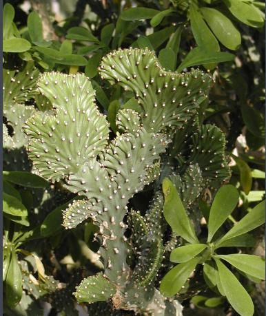 植物好看就够了？麒麟掌早生贵子的寓意你了解吗？