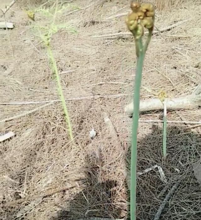 农村这个季节常吃的“四种野菜”，你有没有吃过呢？