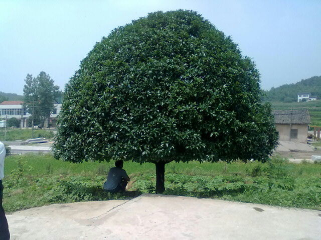 t01542d1455438b7266.jpg
