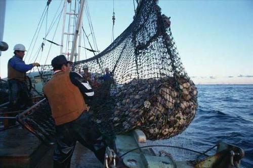 獐子岛扇贝为什么死