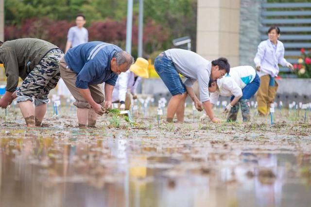 青岛今年首批海水稻插秧 全国五大盐碱地实验基地将推广