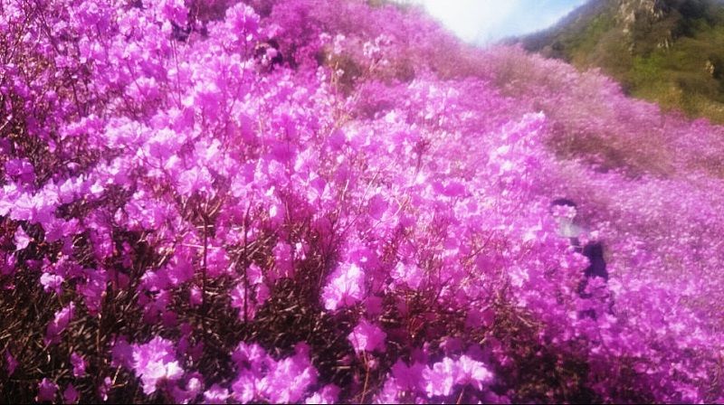 隐藏在深山的杜鹃花!北京最壮观最集中的映山红，附近有神秘石刻