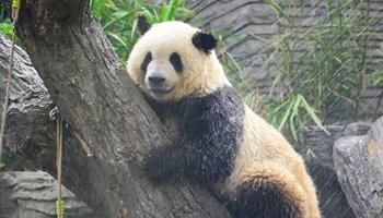 0515早报｜美驻以新使馆正式揭牌 特朗普视频致辞：等了好久