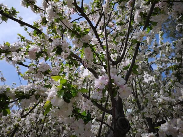 华为P20 Pro对比小米MIX 2S:谁才是拍照旗舰