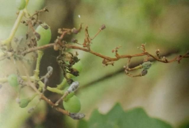 穗轴干枯失水、变褐萎蔫，是灰霉还是穗轴褐枯？