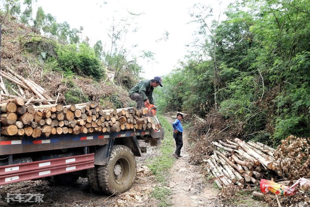 跟老司机一起去深山老林拉木材，一车能挣900块