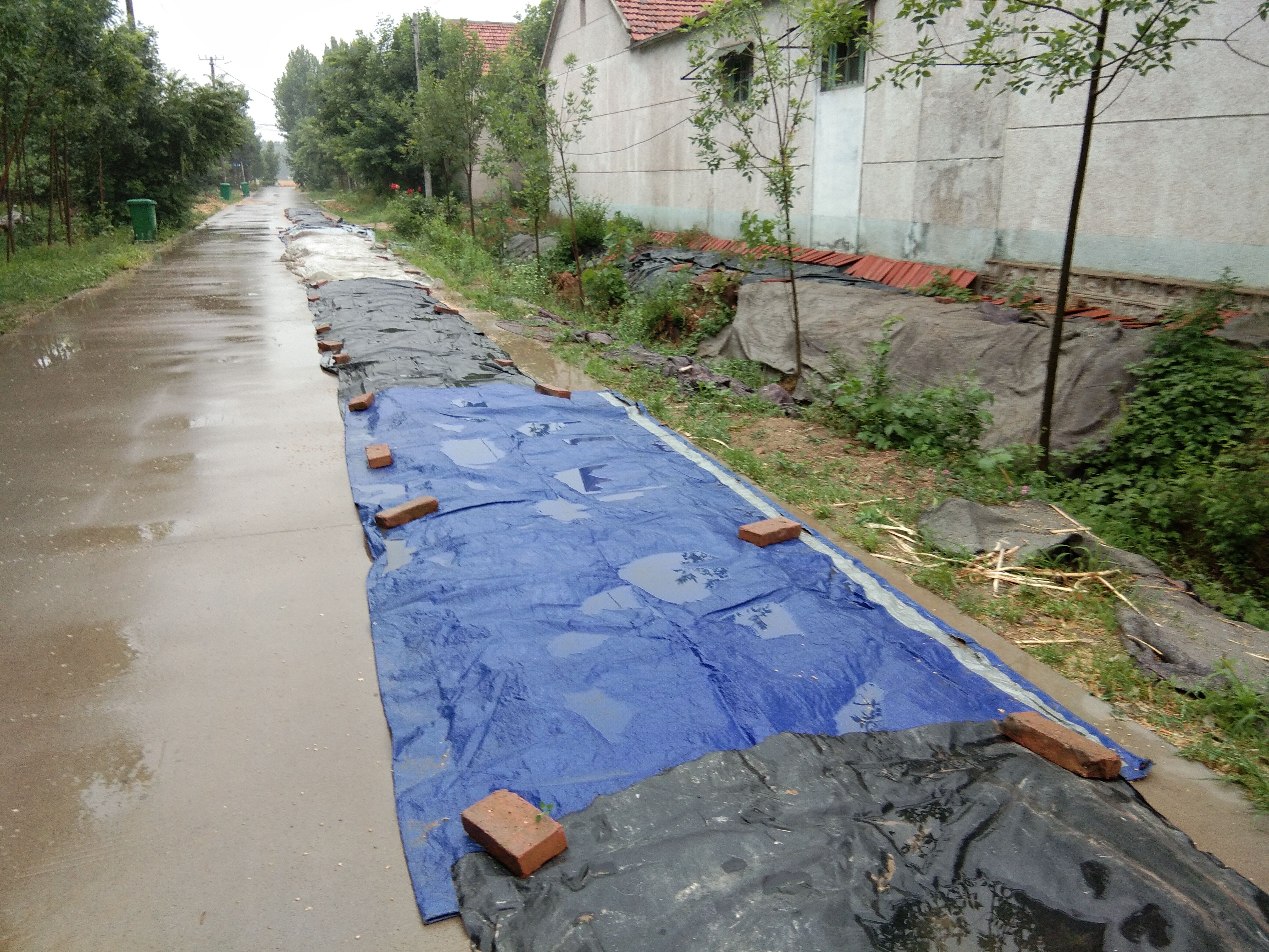 小麦收回家，一场雨害苦了农民，麦子都发霉了