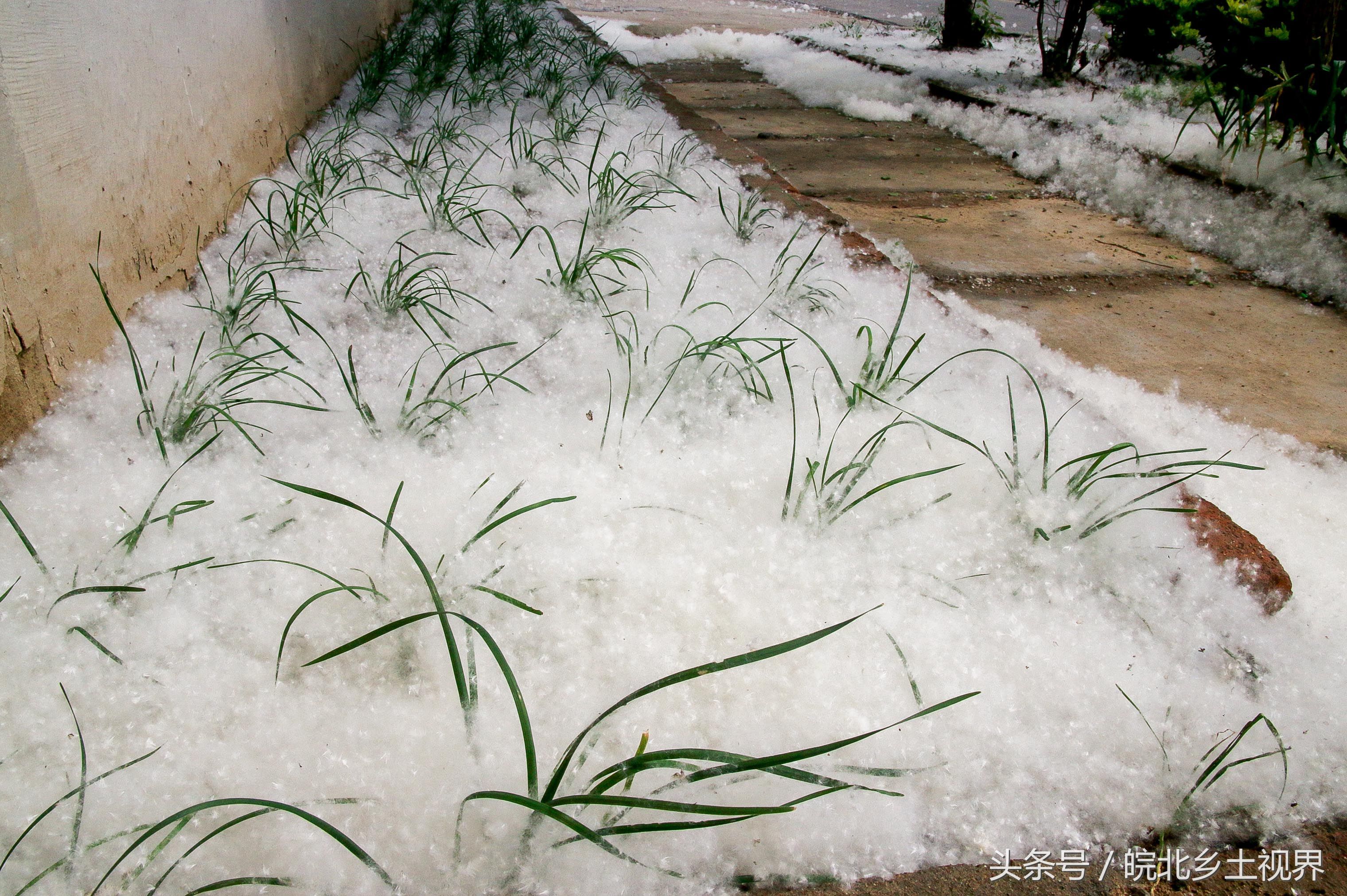 安徽淮北农村今日受杨棉侵袭,大地如飘雪,河面