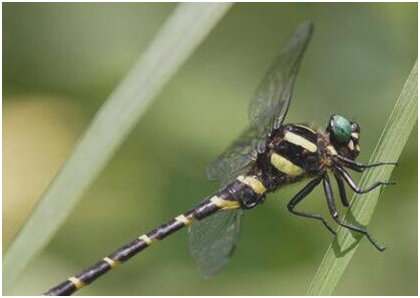 世界上最可怕的蜻蜓,鬼蜻蜓脚上刚毛如铁钩,飞