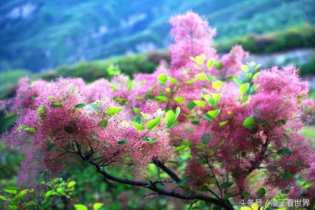 黄栌的春天比红叶更美，五月黄栌花开了，赶快来赏花吧