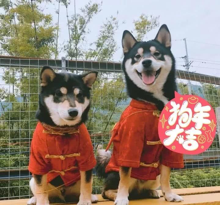 年夜饭|快来看看各地晓庄陶子的饭桌