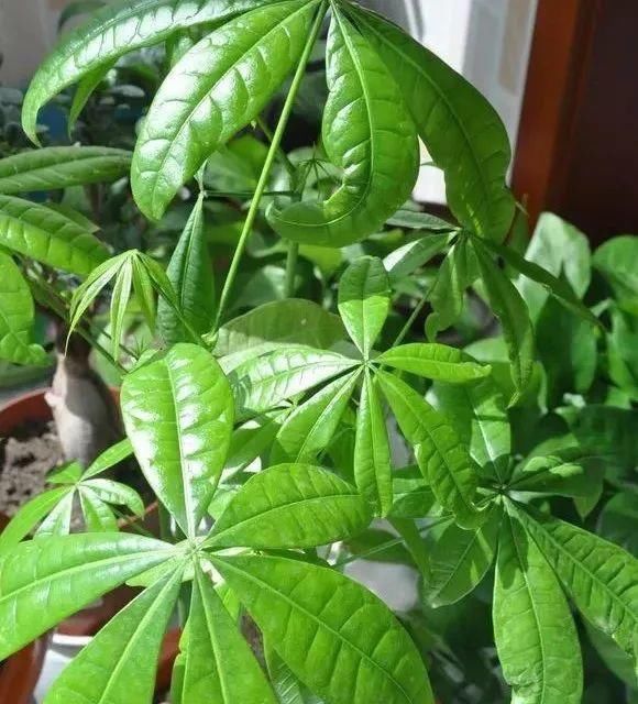 张大爷家的发财树开花结果,种子送给邻居,满