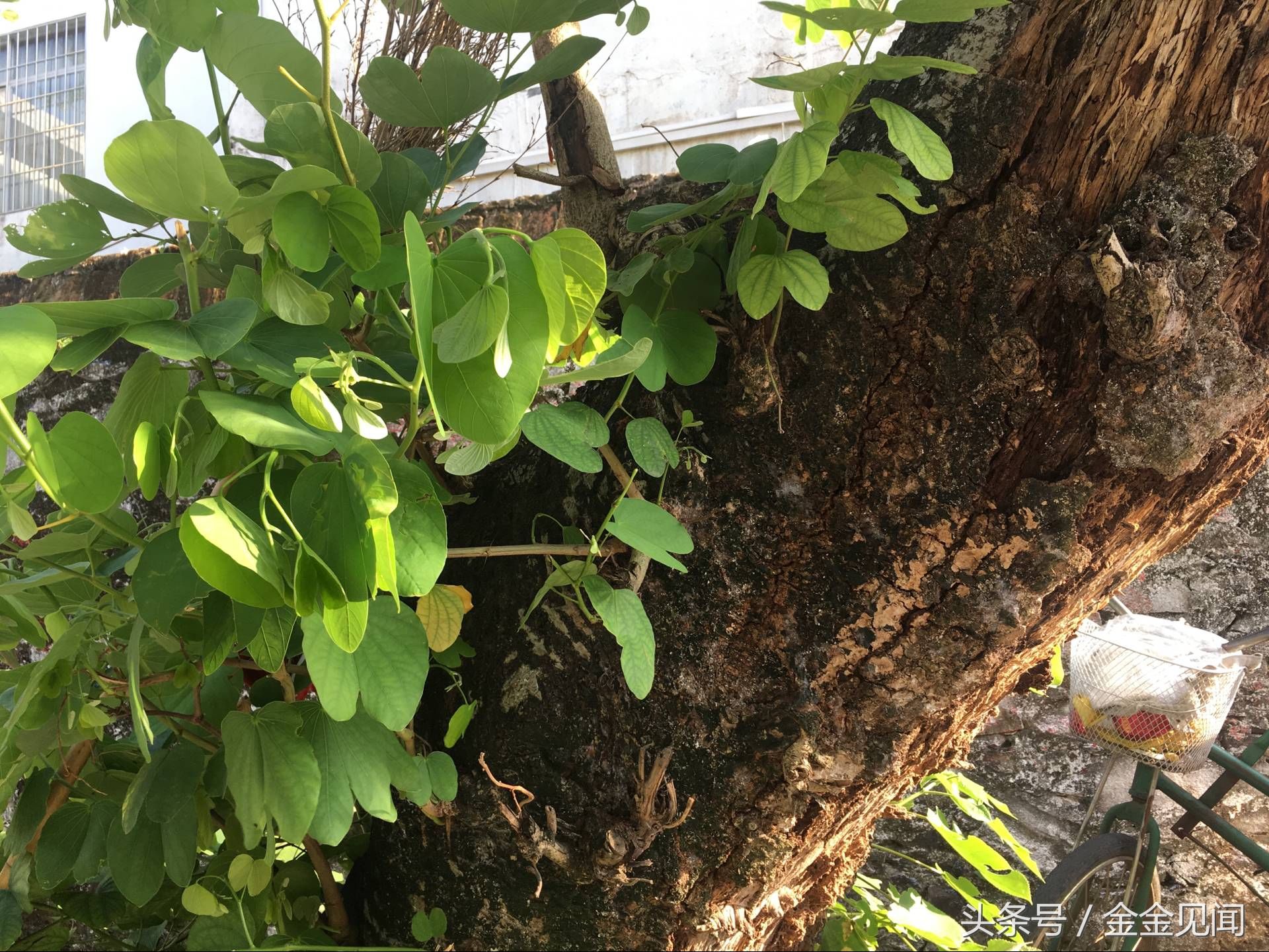 实拍广西钦州:四马路朽木也长得茂盛，见过这么伟大的树吗?