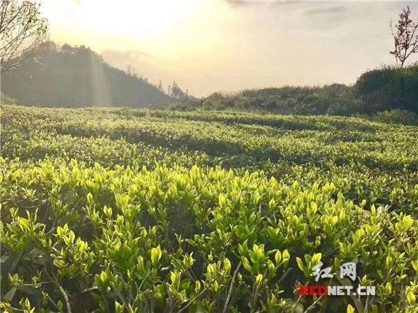 以茶促旅以旅带茶 古丈走出茶旅文化融合发展新模式