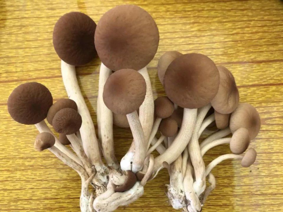 春天,这种形状奇特的菜正美味!中山就有,尝过吗?