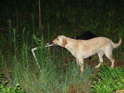 狗长期不爱喝水可能会得尿结石?狗狗不爱喝水