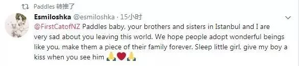 (文摘)从流浪猫到新西兰“第一猫” 这只橘猫用短短一生照亮了世界 - aihua191 - aihua191的 博 客 (文摘)从流浪猫到新西兰“第一猫” 这只橘猫用短短一生照亮了世界 - aihua191 - aihua191的 博 客