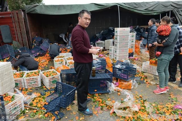 砂糖橘大势已去，桂林种植户纷纷弃种，开始加入种植葡萄大军！