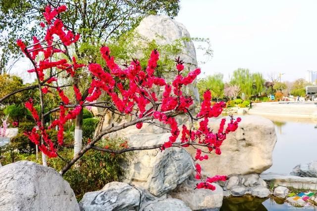 春满中国 醉西安｜春游好去处：在临潼度假区芷阳广场听见花开的