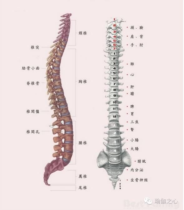 瑜伽动作拉伸脊柱,25岁后还能长高3~5厘米