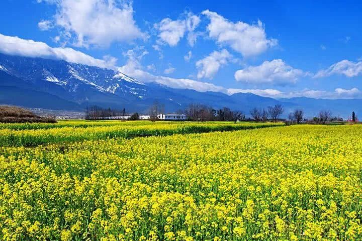 史上最全的云南油菜花赏花地图！春节期间更加壮观