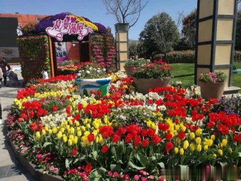 第五届中国郁金香论坛即将举办