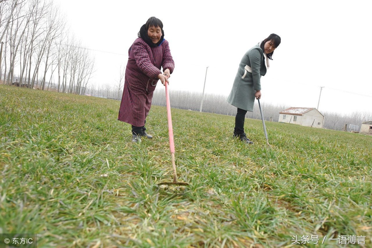 农村老话:燕子窝里垫草多，今年雨水特别多，燕子窝能预测降水?