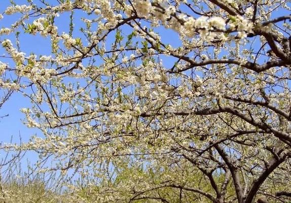 会议表决通过了关于2017年国民经济和社会发