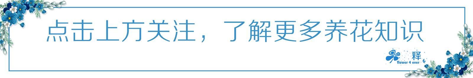 自己种的蓝莓比超市冷库里的好吃百倍 手把手教你如何种蓝莓