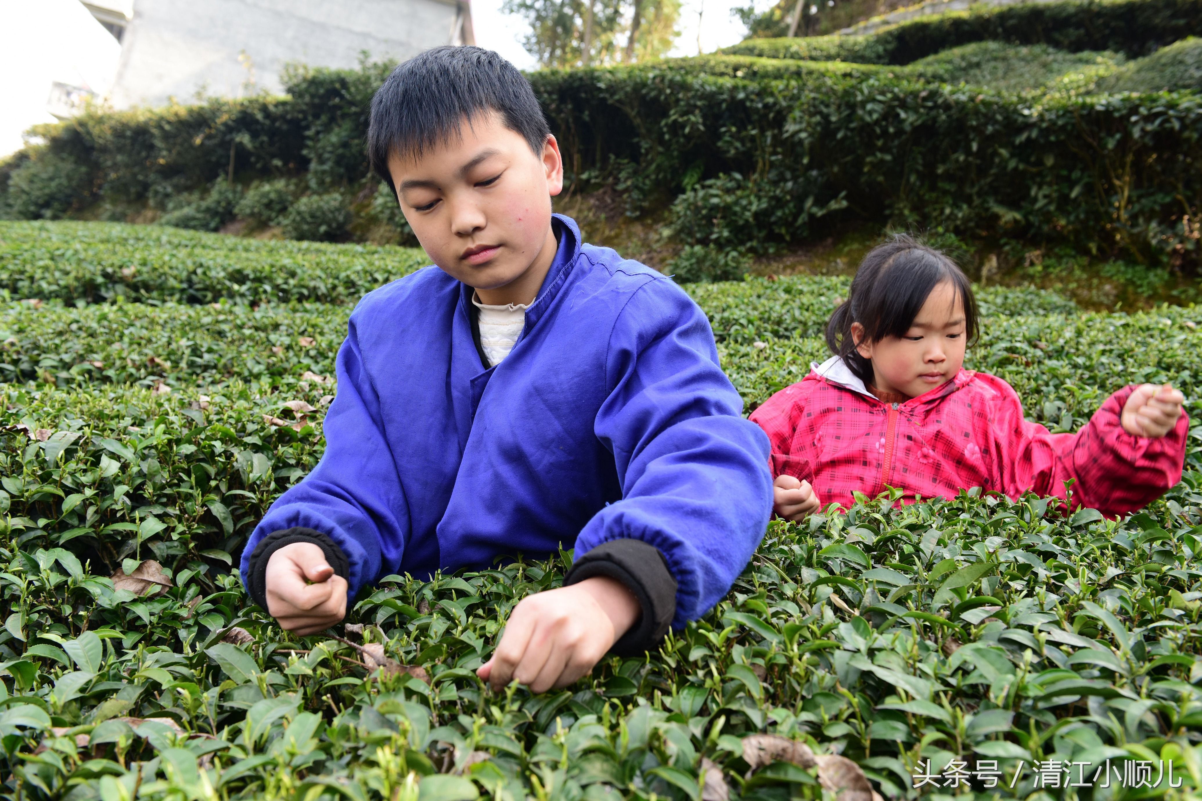 一斤春茶需要采多少芽头?答案让人心酸:真是粒粒皆辛苦