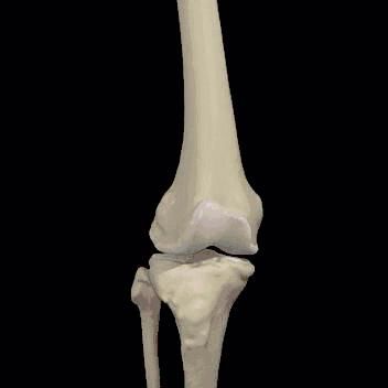 4个动作练大腿肌肉,膝盖老得慢!(附图示)