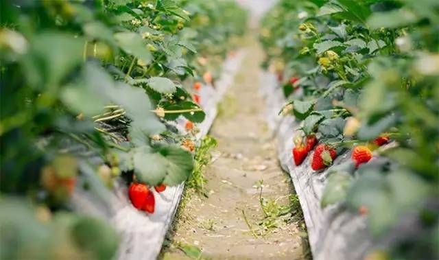 银川周边最全采摘草莓蔬菜桃子全攻略!