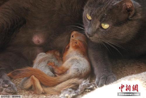 猫妈妈收养四只松鼠宝宝