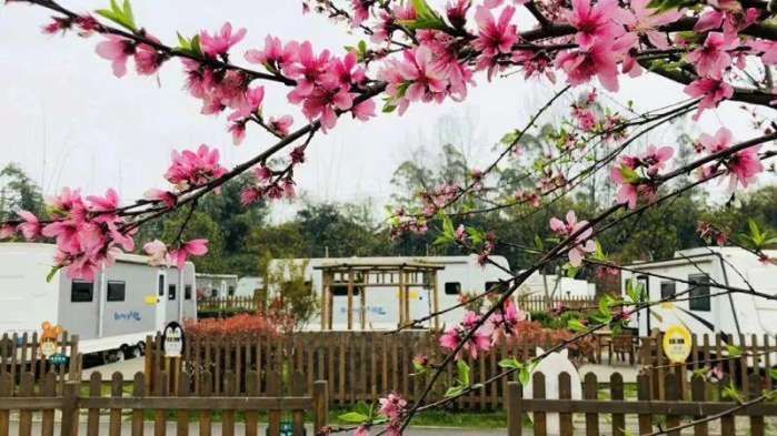 亲们, 想看樱花雨, 就去参加遵义樱花旅游文化节