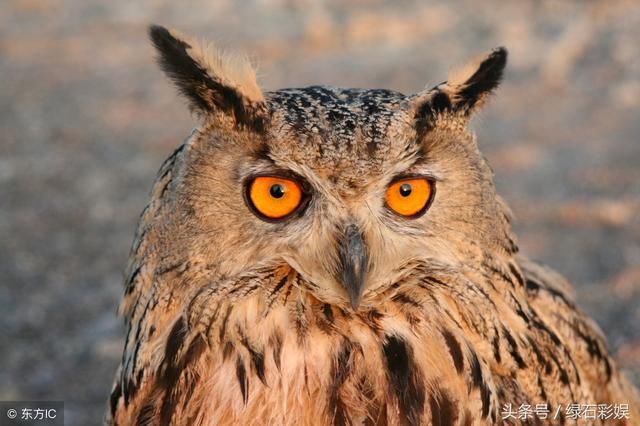 双色球2018050期,2区间是关键,头尾也相近