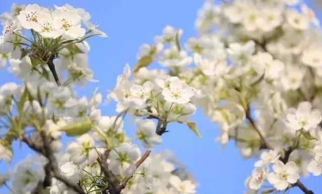 川西规模最大原生态李花观赏地，迎来最后的花期！要去的抓紧！