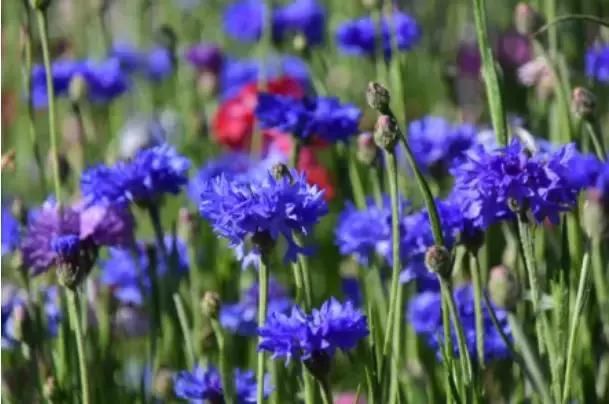 新疆游记2：让时光在这里慢下来禾木村之行