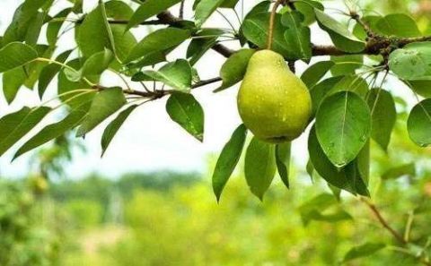 身体各器官最爱吃的食物在哪 t0158722acba972e4a4.jpg