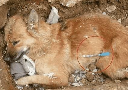 偷狗贼用毒针射狗时,不料自己却中毒身亡,网友:太解气