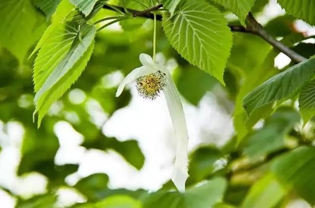 三月花开正艳,宜昌各地踏青赏花活动异彩纷呈