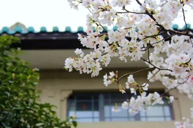 【每月在路上】三月,送你最in的赏花攻略,十大赏花胜地,愿你不