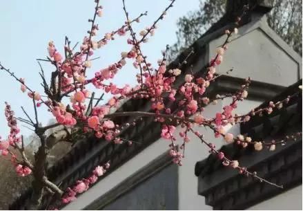 樱花桃花梅花兰花……3月，湖北的名字叫“花海”！