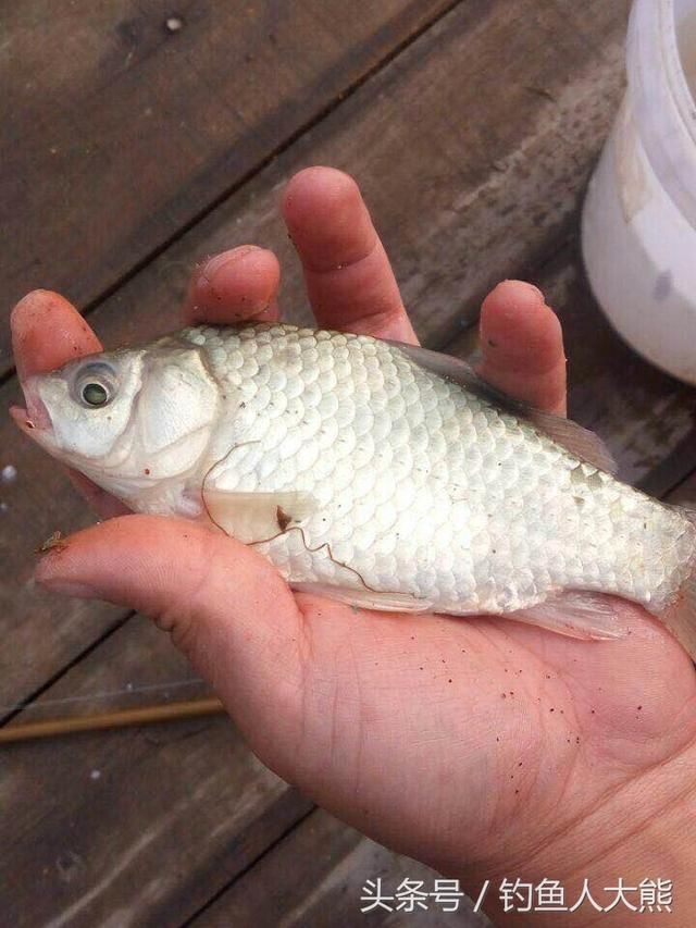 鱼饵并非越贵越好！钓鱼半天没口，我用6块钱一包的鱼饵实现连杆