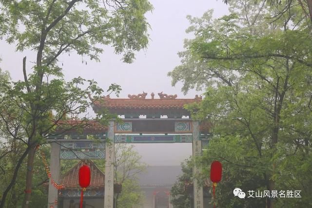 苏北最大艾山梧桐树林：花开正艳丽，赏花正当时